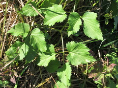 Ostericum palustre