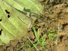 Lestes virens vestalis