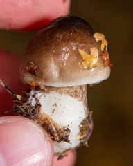 Pluteus
