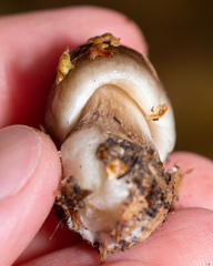 Pluteus