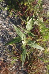 Atriplex micrantha