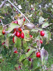 Cornus mas