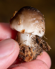 Pluteus