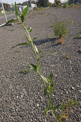 Atriplex micrantha