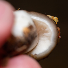 Pluteus