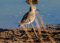 Calidris minutilla