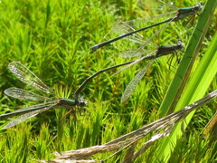 Lestes virens vestalis