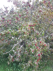 Cornus mas