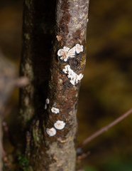 Cylindrobasidium laeve