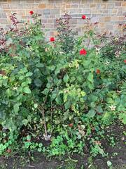 Diplocarpon rosae