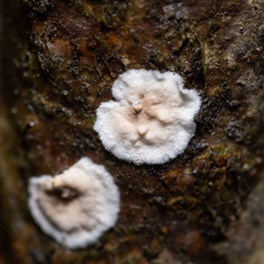 Cylindrobasidium laeve