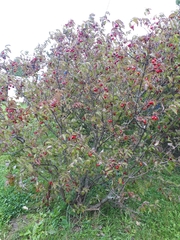 Cornus mas