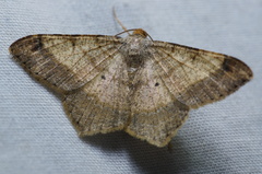 Psamatodes abydata