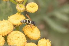 Stenodynerus anormis