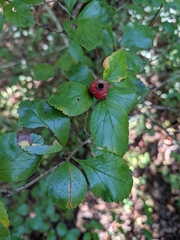 Crataegus uniflora