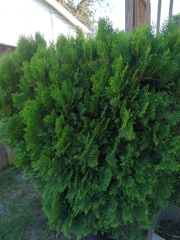 Platycladus orientalis