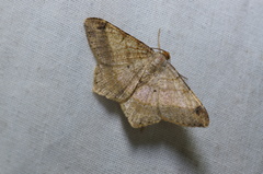 Psamatodes abydata
