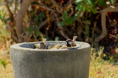 Passer domesticus