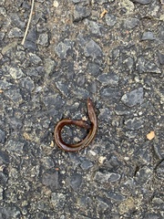 Lumbricus terrestris