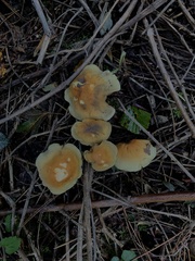 Hypholoma