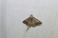 Frederickia nigricomma