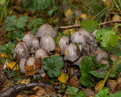 Coprinopsis atramentaria