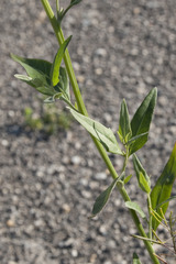Atriplex micrantha