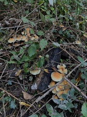 Hypholoma