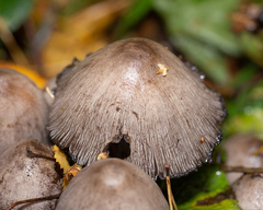 Coprinopsis atramentaria