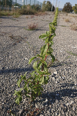 Amaranthus powellii