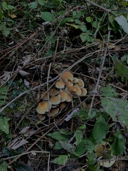 Hypholoma
