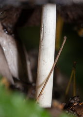 Coprinopsis atramentaria