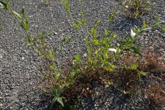 Atriplex micrantha