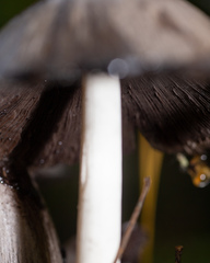 Coprinopsis atramentaria