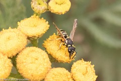 Stenodynerus anormis