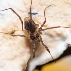 Oligolophinae
