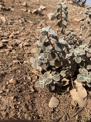 Marrubieae