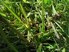 Sphenarium purpurascens