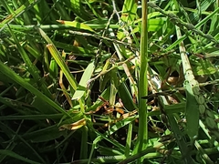 Sphenarium purpurascens