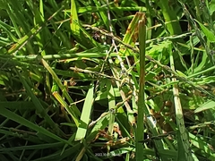 Sphenarium purpurascens