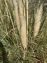 Cortaderia selloana