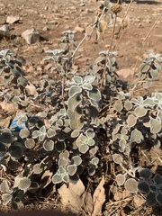 Marrubieae