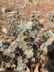 Marrubieae