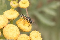 Stenodynerus anormis