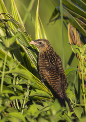 Centropus bengalensis