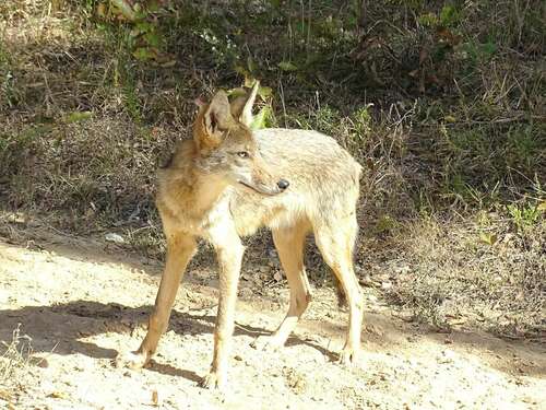 Coyote photographed in Kentucky