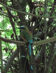 Eumomota superciliosa