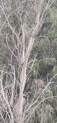 Tyrannus melancholicus