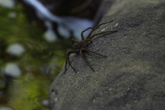 Dolomedes vittatus