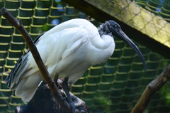 Threskiornis bernieri